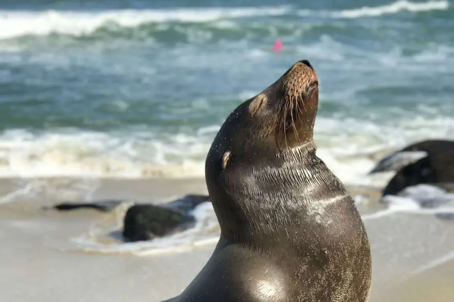 Seal on the beach