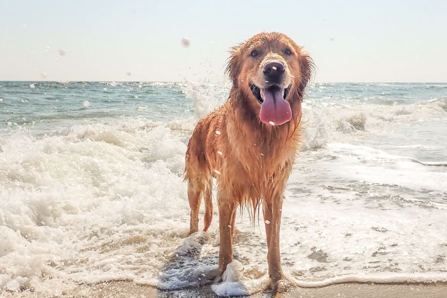 dog on beach