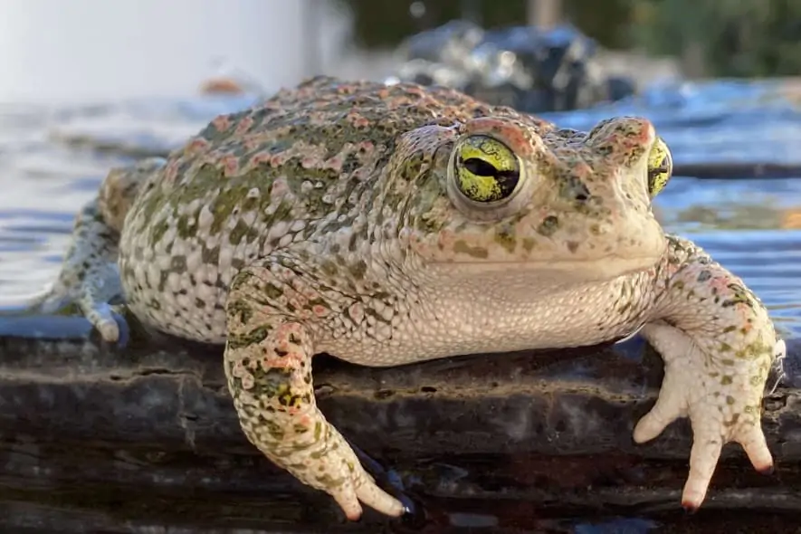 natterjack