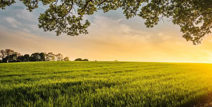 field