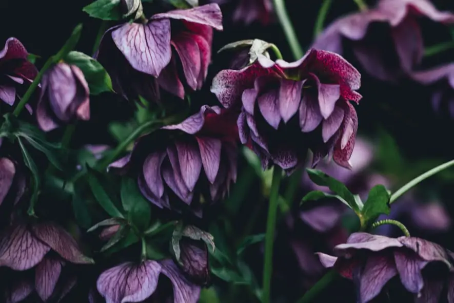 annie-spratt-H8n3KZ1griA-unsplash (1)