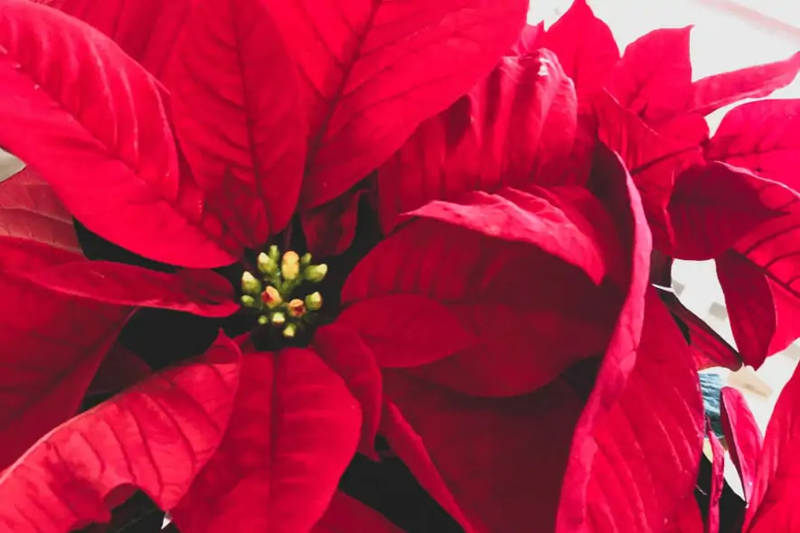 jessica-johnston-VkzIuMR9KiA-unsplash (1)