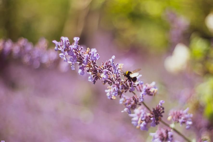 Purple flowers with bee