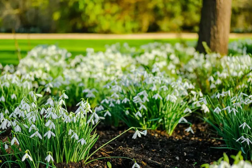 Snowdrops