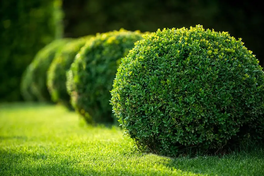 Circular topiary hedges