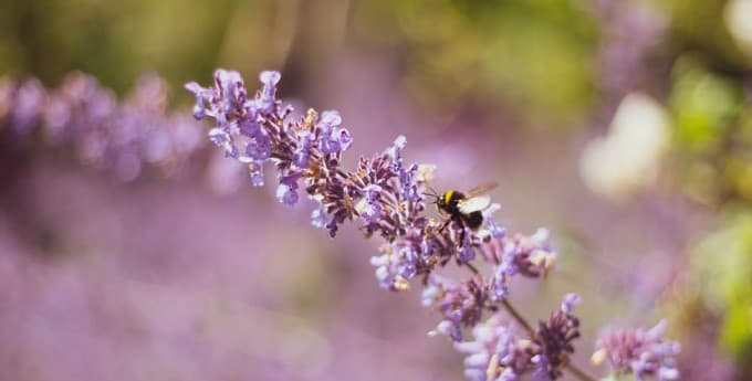 Purple flowers with a bee