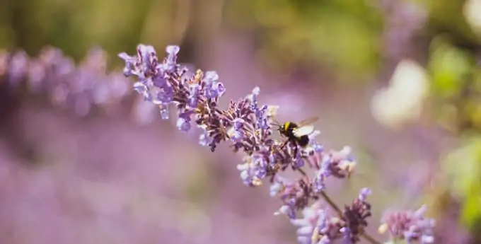 Purple flowers with a bee
