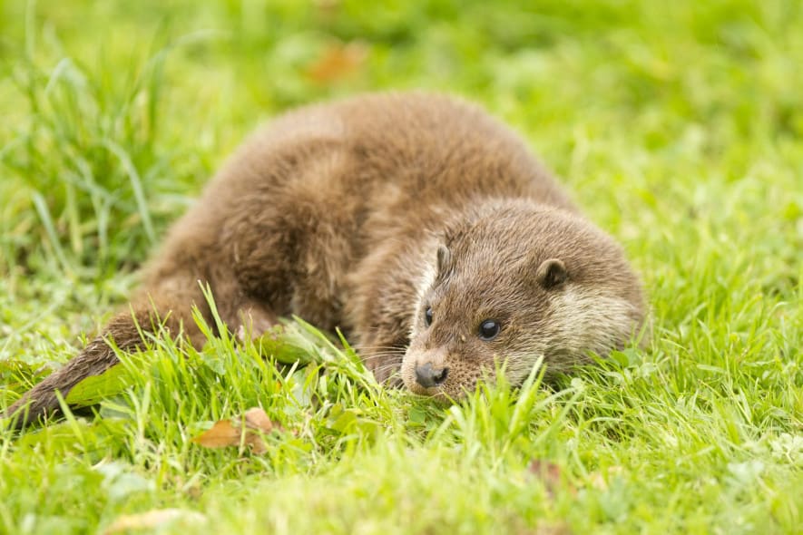 Otter resting - Washingborough Hall