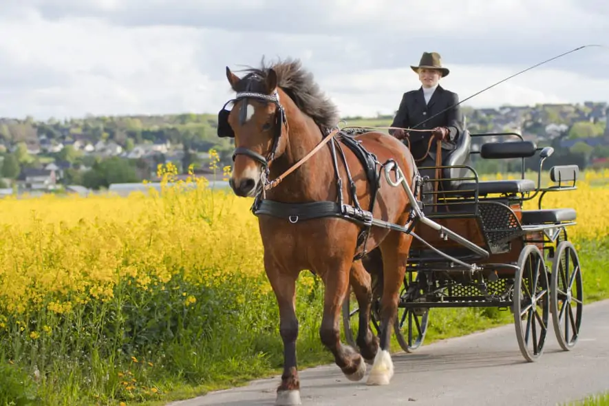Horse & Carriage - Washingborough Hall