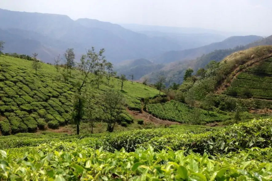 tea growing in india